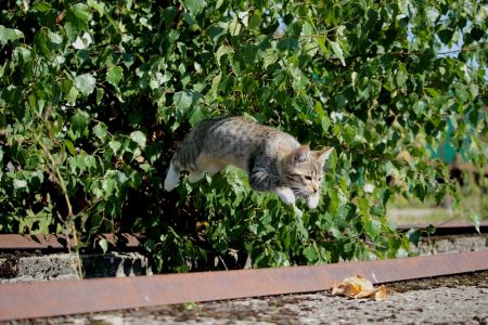 How high can a cat jump before giving up?